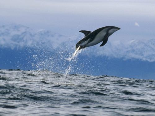 Skájakúci delfín